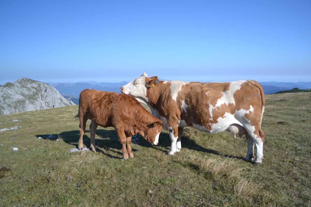 Gasthof Oberer Gesslbauer Stanz Im Murztal ภายนอก รูปภาพ